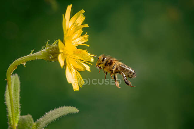 Macro shot de abejas melíferas europeas Apis mellifera enjambre cerca de palo de madera sobre fondo negro - foto de stock