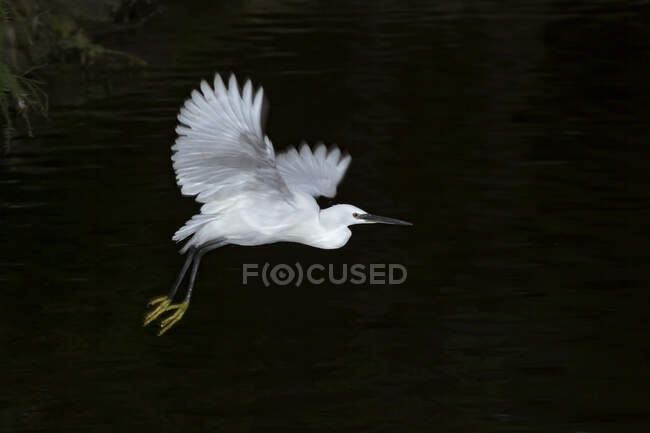 Garza blanca silvestre con alas extendidas volando sobre estanque tranquilo en hábitat natural - foto de stock