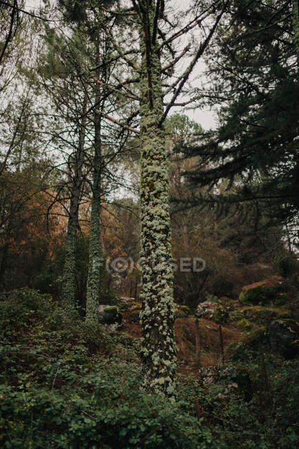 Bäume mit Moos auf Stämmen wachsen an grauen Tagen im Wald am Hang — Stockfoto