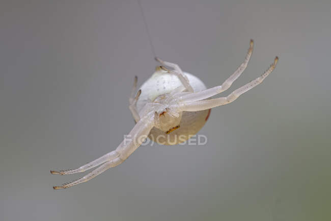 Closeup of Arniella Cucurbitina spider hanging on thin cobweb in nature against blurred gray background — Stock Photo