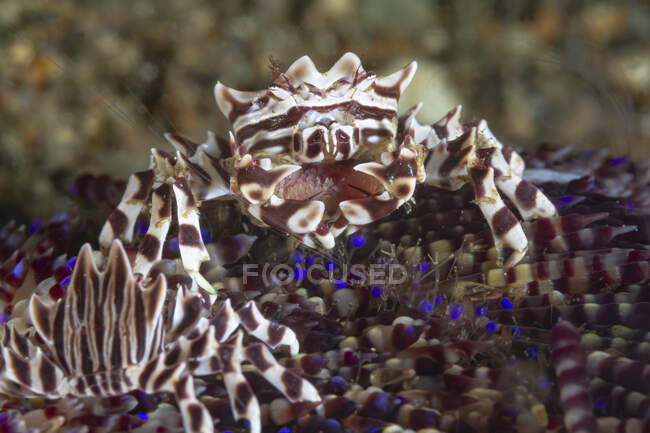 Full length marine striped Zebrida crab sitting on soft coral in deep seawater — Stock Photo