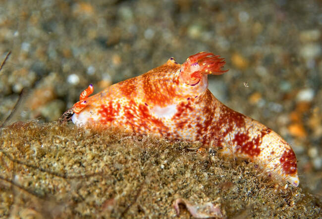 Mollusco nudibranco bianco e arancione brillante che striscia sulla barriera corallina in acqua di mare pulita — Foto stock