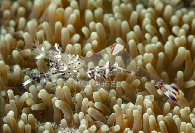 Camarão anêmona transparente de comprimento total com garras brancas brilhantes e cauda em corais macios na água do mar — Fotografia de Stock
