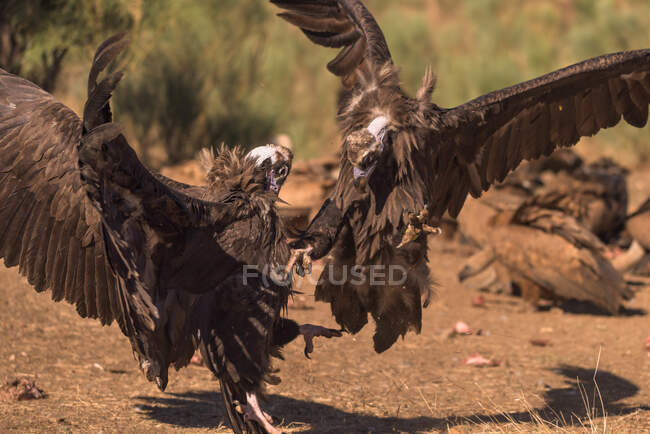 Side view of vultures fighting on the ground with a blurred background — Stock Photo