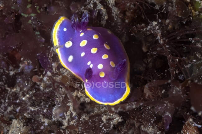 Ярко-фиолетовая пурпурная ветвь фелимиды с желтыми пятнами, ползущая по коралловому рифу в глубоком море — стоковое фото