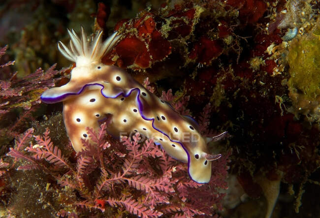 D'en haut vibrant nudibranche brun clair avec des taches violettes rampant sur le récif corallien en haute mer — Photo de stock