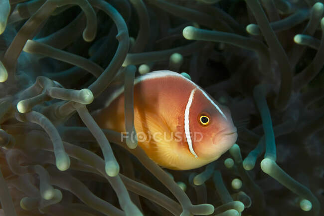 Petit Amphiprion Périderaion ou clownfish avec un corps coloré brillant se cachant au milieu du récif corallien dans l'eau de l'océan tropical — Photo de stock