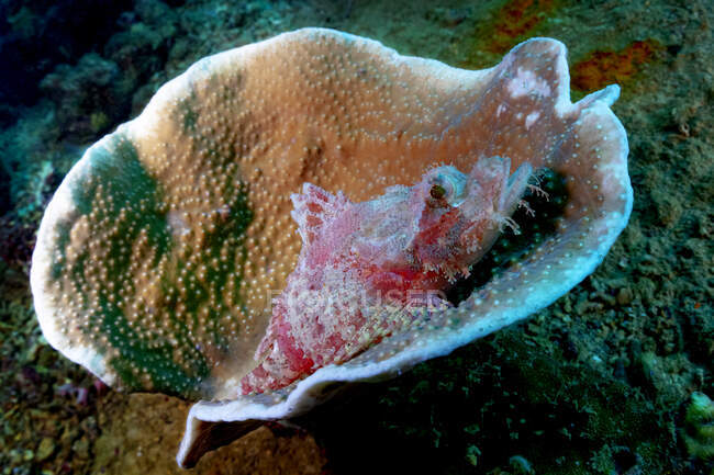 Nahaufnahme von tropischen Meeresschildkröten (Scorpaenopsis papuensis) oder Papua-Skorpionfischen, die in tieftransparentem Meerwasser schwimmen — Stockfoto