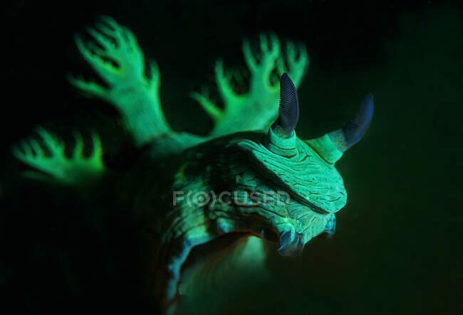 Macro mollusque nudibranches vert avec des rhinophores en eau profonde sombre au fond de la mer — Photo de stock