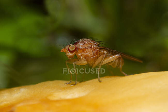 Макроснимок насекомого Drosophila Melanogaster или уксусной мухи, также известной как плодовая муха, сидящая на желтом растении — стоковое фото