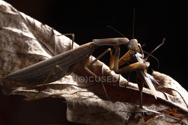 Macro shot of wild Praying Mantis insect camouflaged with dry leaves eating plant in nature — Stock Photo