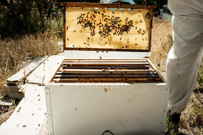 Cropped unrecognizable male beekeeper in protective costume taking honeycomb frame from hive while working in apiary in sunny summer day — Stock Photo