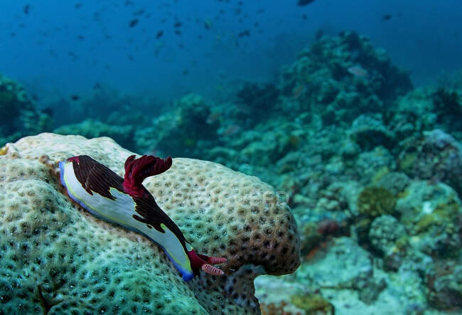 Nudibranco viola scuro e bianco strisciante sulla barriera corallina naturale sul fondo del mare blu — Foto stock