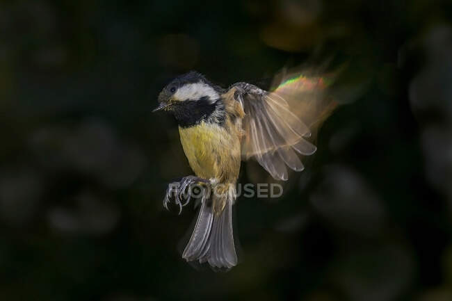 Great tit with spread wings flying over tree in woods - foto de stock