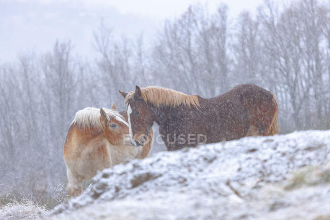 Коричневые лошади пасутся вместе на снежном лугу во время снегопада в холодную зимнюю погоду — стоковое фото