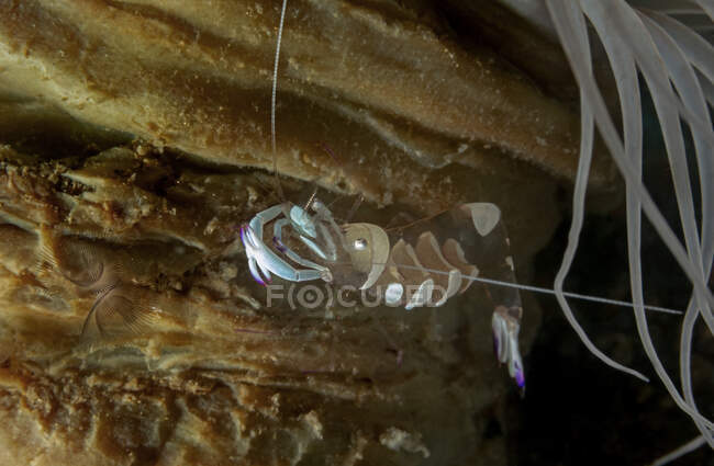 Full length unusual shrimp with transparent body and white tail and claws sitting on reef in dark seawater — Stock Photo