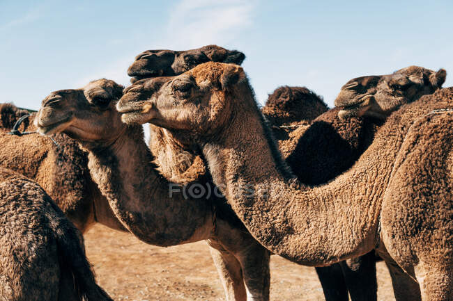 Camelos na areia quente no deserto ensolarado em Marrocos — Fotografia de Stock