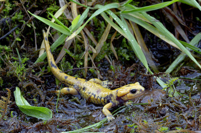 Primer plano de salamandra salamandra de fuego de color amarillo manchado Salamandra salamandra en terreno húmedo y herboso en la naturaleza - foto de stock