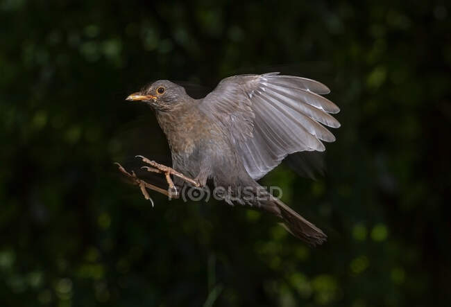 Desde abajo pequeño pájaro gris con alas extendidas volando sobre el árbol en el bosque por la noche - foto de stock
