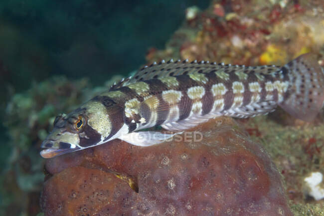 Closeup of tropical marine Reticulated sandperch or Parapercis tetracantha fish with long spotted body swimming in deep ocean water — Stock Photo