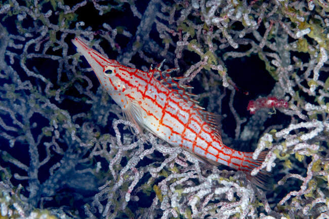 Closeup of Oxycirrhites typus or Longnose hawkfish tropical marine fish with red stripes swimming underwater with coral reefs in ocean — Fotografia de Stock