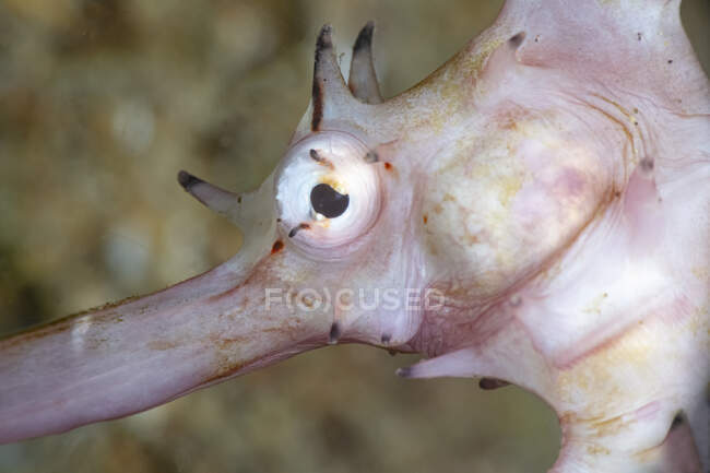 Gros plan de l'Hippocampe exotique tropical histrix ou hippocampe épineux sur fond sablonneux avec récif corallien — Photo de stock