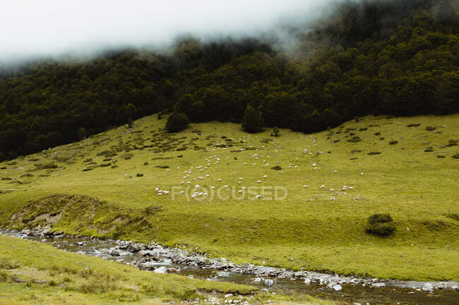 Pittoresca veduta di conifere verdi che crescono in collina nella nebbia — Foto stock