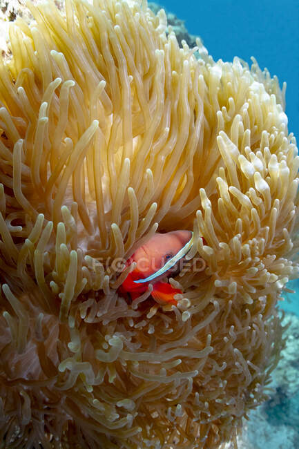 Small Amphiprion frenatus or Tomato clownfish with bright colorful body hiding amidst coral reef in tropical ocean water — Stock Photo