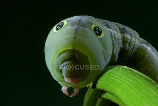 Makroaufnahme des Kopfes der grünen Raupe des Hippotion celerio, bekannt als Rebenfalter oder silbergestreifter Falkenfalter, der auf Pflanze vor schwarzem Hintergrund kriecht — Stockfoto