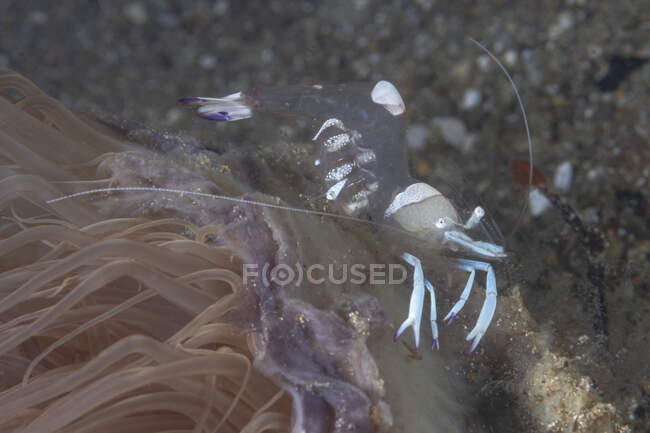 Ungewöhnliche Garnelen in voller Länge mit transparentem Körper und weißem Schwanz und Krallen sitzen auf Riffen im dunklen Meerwasser — Stockfoto