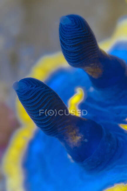 Dall'alto primo piano mollusco nudibranchia azzurro e giallo brillante con rinoceronti striscianti sul fondo del mare in habitat naturale — Foto stock