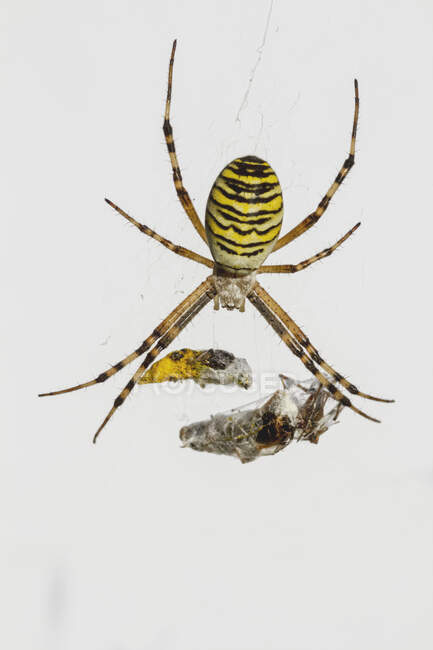 Macro shot of Argiope Audouin spider with yellow striped body hanging on web and capturing prey insect — Stock Photo