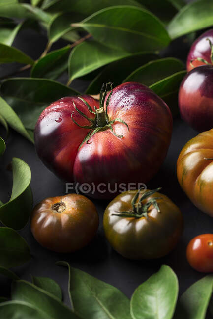 Зверху різні свіжі помідори на чорному столі — стокове фото