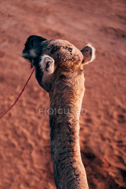 Desde lo alto de la cabeza de camello tranquilo con arena sobre fondo borroso en Marruecos - foto de stock
