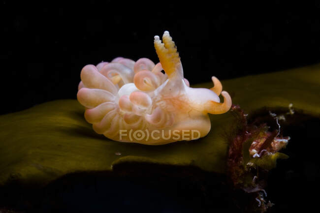 Gastropod mollusc with tentacles on mantle swimming in transparent sea aqua on black background — Stock Photo