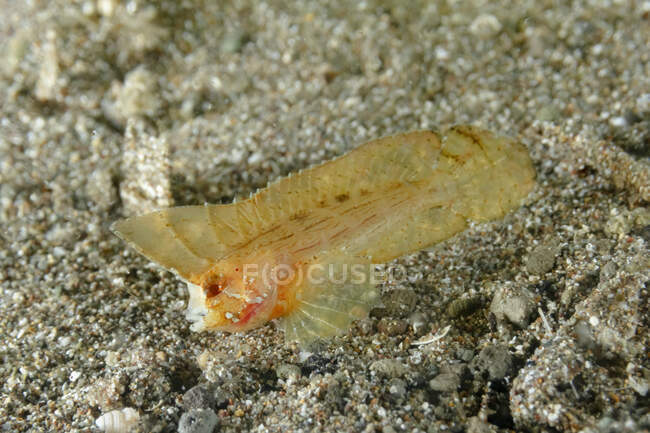 Nahaufnahme tropischer Meeresablabys taenianotus oder Kakaduwespenfische, die in der Nähe von sandigem Boden im Meerwasser schwimmen — Stockfoto
