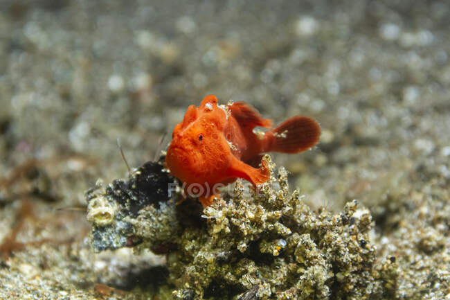 Крупный план маленького красного Antennarius pictus или рыбы-лягушки, плавающей среди кораллов в тропических морских водах — стоковое фото