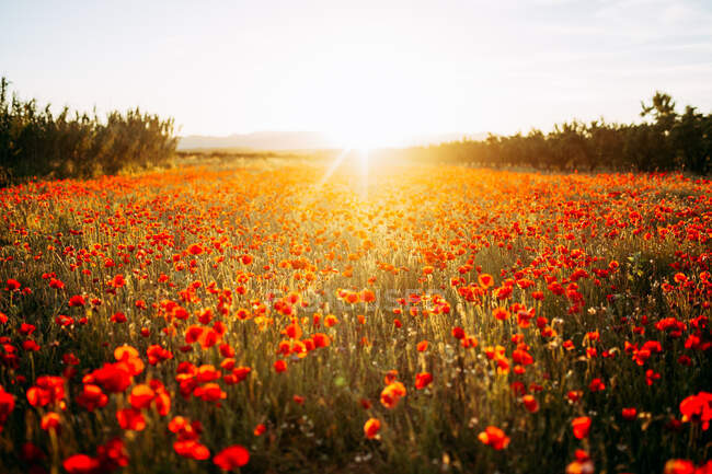 Vista pitoresca do grande prado com flores vermelhas e luz do sol no céu — Fotografia de Stock
