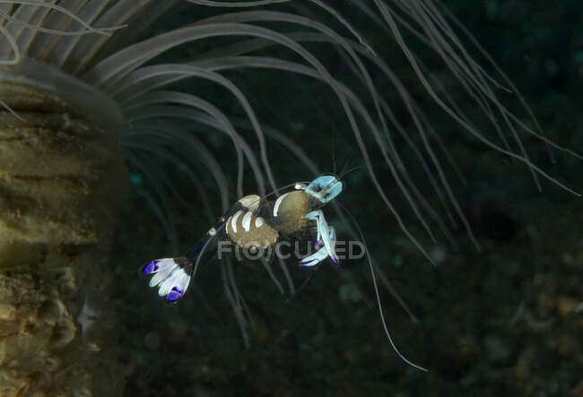 Full body small marine shrimp with bright white claws and tail swimming in deep seawater — Stock Photo