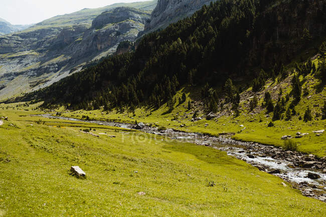 Каменные пороги горной реки рядом с лесом растут на холме летом — стоковое фото