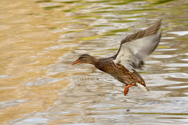 Pato-reais selvagens voando sobre lagoa ondulante calma na natureza verão à luz do dia — Fotografia de Stock