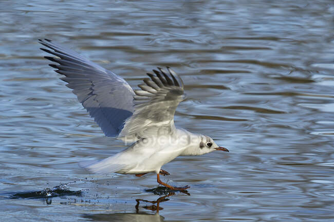 Gaivota branca selvagem voando acima da lagoa calma ondulante no verão — Fotografia de Stock