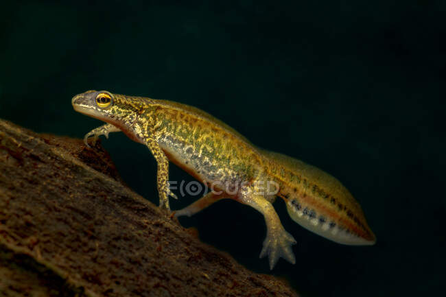 Macro shot of Palmate newt Lissotriton helveticus with yellow spotted body crawling on branch in nature — Stock Photo