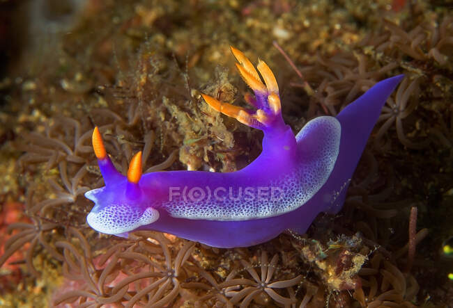 Mollusque marin tropical avec des taches sur le manteau nageant dans un aqua marin transparent sur fond flou — Photo de stock