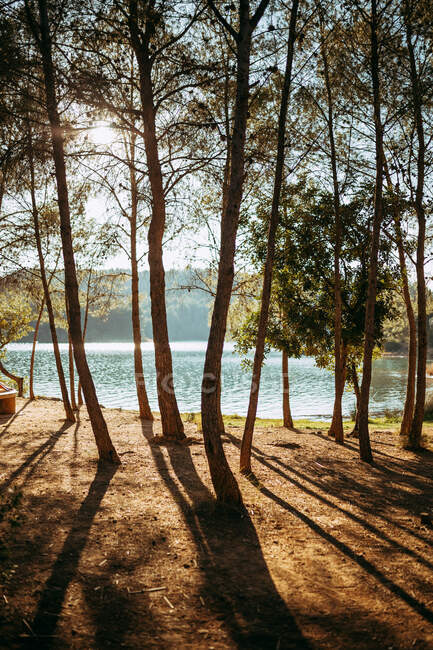 Coniferous woods growing on coast near amazing lake in sunny day — Stock Photo