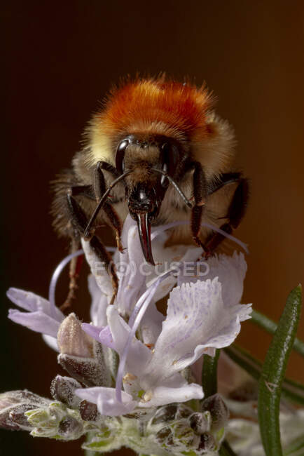 Nahaufnahme der Karderbiene Bombus pascuorum, die sich in der Natur von Wildblumenknospen ernährt — Stockfoto