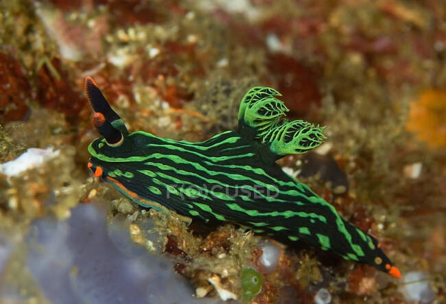 Colorful black nudibranch mollusk with green lines and rhinophores sitting on coral reef in sea bottom — Stock Photo
