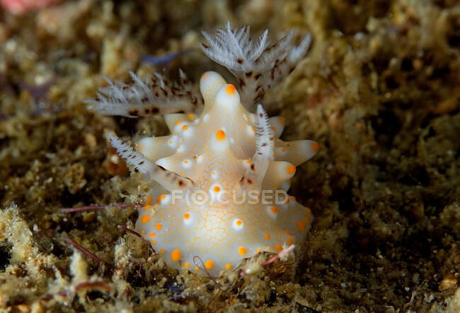 Nudibranch with tentacles and rhinophores on white mantle on bottom in transparent ocean aqua on blurred background — Stock Photo