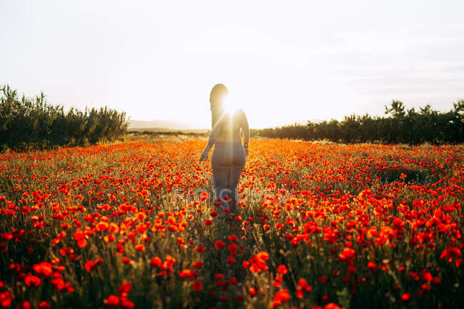 Voltar vista mulher de pé no campo com flores vermelhas no dia ensolarado — Fotografia de Stock