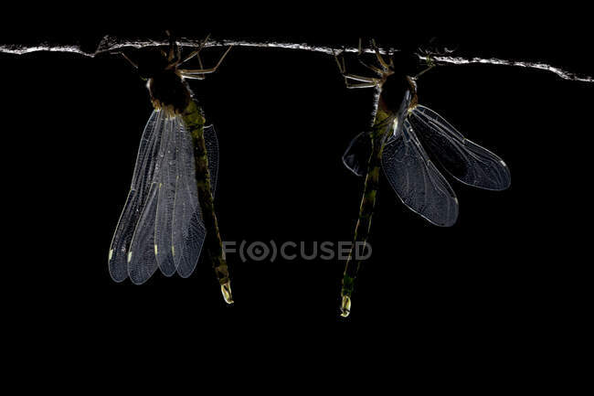 Closeup of Southern hawker or Blue hawker Aeshna cyanea dragonfly eating dead insect in wildlife nature — Stock Photo